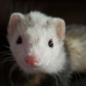 Meet your Posher, Leif